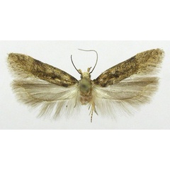 /filer/webapps/moths/media/images/B/biljurshi_Scrobipalpa_AM_ZMHB.jpg