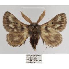 /filer/webapps/moths/media/images/M/meridionalis_Trichiurana_AM_TMSA_03.jpg