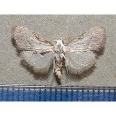 /filer/webapps/moths/media/images/A/argyromorpha_Meganola_A_Goff_01.jpg