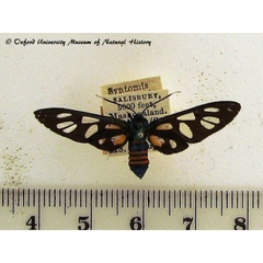 /filer/webapps/moths/media/images/E/endocrocis_Amata_A_OUMNH.jpg