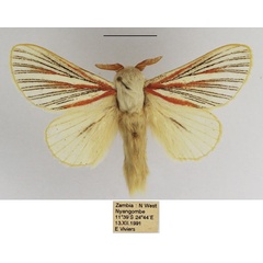/filer/webapps/moths/media/images/N/nigrolineata_Grammodora_AM_TMSA_02.jpg