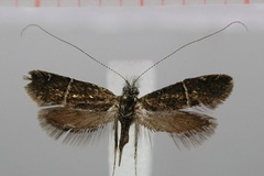 Adela culminicola