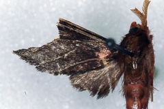 Rhipidarctia cornelia