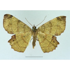 /filer/webapps/moths/media/images/N/natalensis_Erastria_AF_TMSA_01.jpg