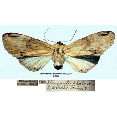 /filer/webapps/moths/media/images/S/sjostedti_Stemmatophalera_HT_SNHMa.jpg