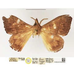 /filer/webapps/moths/media/images/P/phaula_Odontopacha_PTF_NHMUK_03.jpg