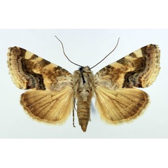 /filer/webapps/moths/media/images/Y/yemenensis_Acontia_AF_Aulombard_02.jpg