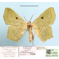 /filer/webapps/moths/media/images/N/neptunaria_Traminda_A_MGCL_01.JPG