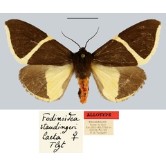 /filer/webapps/moths/media/images/L/laeta_Fodinoidea_AT_MNHN.jpg