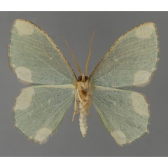 /filer/webapps/moths/media/images/T/tetracosmia_Prasinocyma_A_ZSM_02.jpg