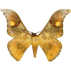 /filer/webapps/moths/media/images/O/obscuripennis_Dogoia_AM_MCJM.jpg
