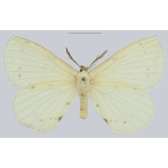 /filer/webapps/moths/media/images/G/giustii_Hecateana_HT_NHMUK.jpg