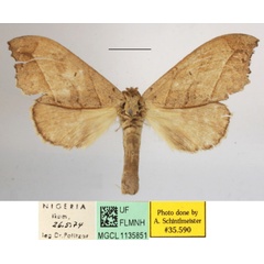 /filer/webapps/moths/media/images/C/collaris_Macronadata_A_MGCLa_01.JPG