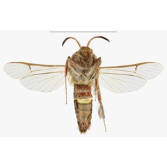 /filer/webapps/moths/media/images/G/gorongosus_Osmiasphex_HT_SMNSb.jpg