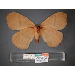 /filer/webapps/moths/media/images/A/ampla_Jana_HT_RMCA_02.jpg