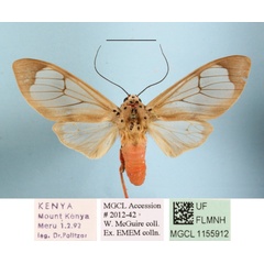 /filer/webapps/moths/media/images/M/mgcl1155912_affinis_Amerila_A_MGCLa_01.JPG