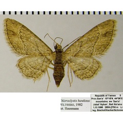 /filer/webapps/moths/media/images/H/hawkinsi_Chloroclystis_AM_ZSMa.jpg