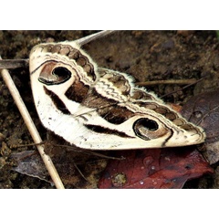 /filer/webapps/moths/media/images/P/pyrula_Cometaster_A_Braun_14.jpg