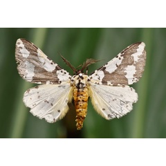 /filer/webapps/moths/media/images/M/meridiana_Nothabraxas_AM_Butler.jpg