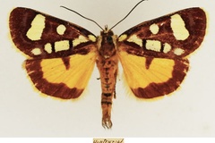 Mitrophrys latreillii