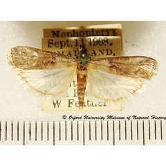 /filer/webapps/moths/media/images/E/emussitatella_Nephopterix_A_OUMNH.jpg
