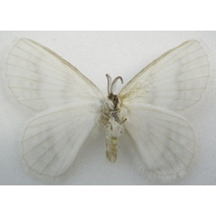 /filer/webapps/moths/media/images/N/nivalis_Phasicnecus_HT_NHMUKb.jpg