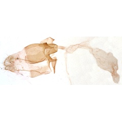 /filer/webapps/moths/media/images/O/obstinata_Agdistis_GFHT_MNHN_4301.jpg