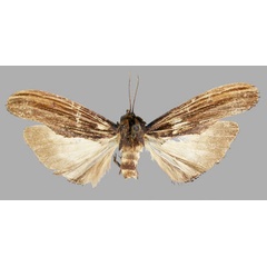 /filer/webapps/moths/media/images/I/incurvata_Leptonadatoides_AM_RMCA.jpg