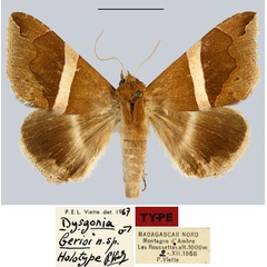 /filer/webapps/moths/media/images/B/berioi_Dysgonia_HT_MNHN.jpg