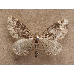 /filer/webapps/moths/media/images/E/exorista_Xanthorhoe_A_Butler.jpg