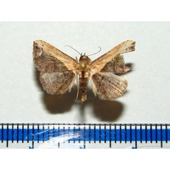 /filer/webapps/moths/media/images/S/semiscripta_Lophoruza_A_Goff_02_6V1JRlD.jpg