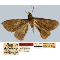 /filer/webapps/moths/media/images/T/tristalis_Marca_HT_MNHN.jpg