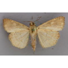 /filer/webapps/moths/media/images/Y/yerburii_Callopistria_A_RMCA_02.jpg