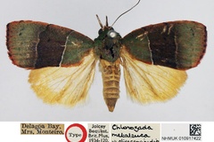 Chlorozada olivaceoviridis