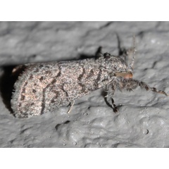 /filer/webapps/moths/media/images/X/xanthosoma_Salvatgea_A_Roland_01.jpg