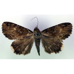 /filer/webapps/moths/media/images/S/subsignata_Ercheia_A_RMCA.jpg