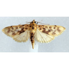 /filer/webapps/moths/media/images/F/flavidalis_Archernis_AM_Agassiz.jpg