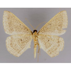 /filer/webapps/moths/media/images/C/conscitaria_Conolophia_A_ZSM_02.jpg