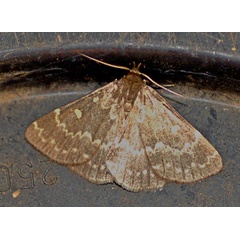 /filer/webapps/moths/media/images/G/gigantalis_Polypogon_A_Heyns.jpg