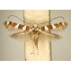 /filer/webapps/moths/media/images/G/gossypii_Acrocercops_PT_TMSA6209.jpg