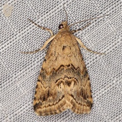 /filer/webapps/moths/media/images/T/thermochroa_Eublemma_A_Heyns_01_VoOlHgQ.JPG