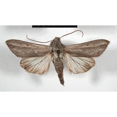 /filer/webapps/moths/media/images/P/prolai_Cucullia_HT_MSNM.jpg