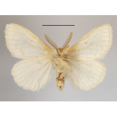 /filer/webapps/moths/media/images/N/neavei_Euproctis_AM_MGCLb_01.JPG