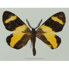 /filer/webapps/moths/media/images/N/neavei_Pitthea_AM_Basquina.jpg