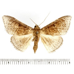 /filer/webapps/moths/media/images/I/ituriensis_Euippodes_AM_BMNH.jpg