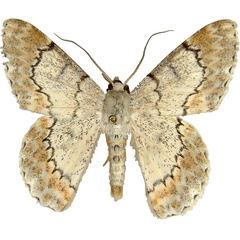 /filer/webapps/moths/media/images/R/ruginaria_Pingasa_AM_MCJM.jpg