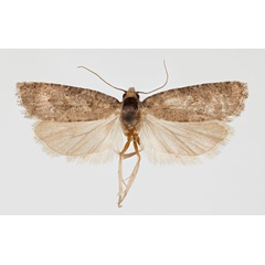 /filer/webapps/moths/media/images/S/secundana_Josefrazowskia_HT_ZMHB.jpg