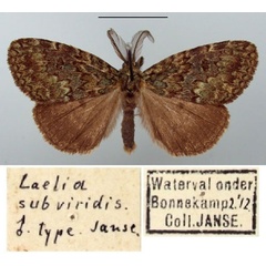 /filer/webapps/moths/media/images/S/subviridis_Laelia_HT_TMSA.jpg