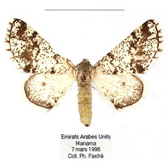 /filer/webapps/moths/media/images/B/baloutschistana_Isturgia_AF_RBINS.jpg