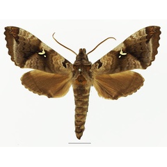 /filer/webapps/moths/media/images/D/distincta_Maassenia_AM_Basquin.jpg